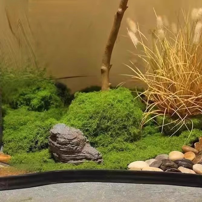 200g Eternal Life Moss DIY Cra - đánh giá và giá Bonsai Garden Mini