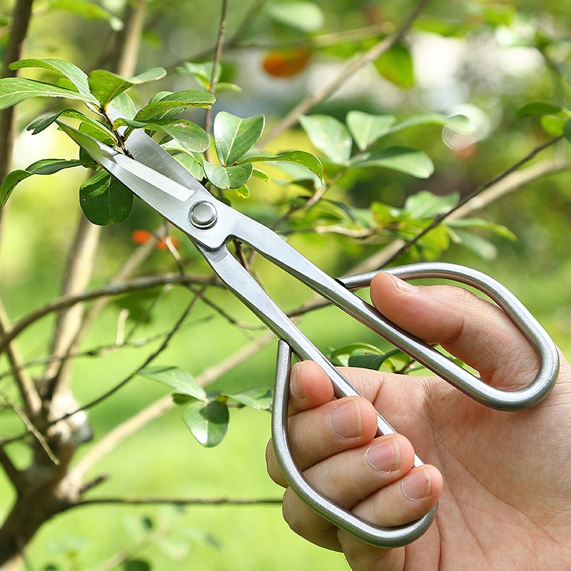 Tender Leaf Scissors Bonsai To - đánh giá và giá Bonsai Garden Knife